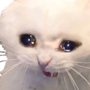 :cat_cry: