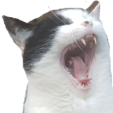 :cat_scream: