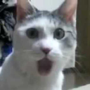 :cat_shocked: