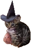 :cat_spooky: